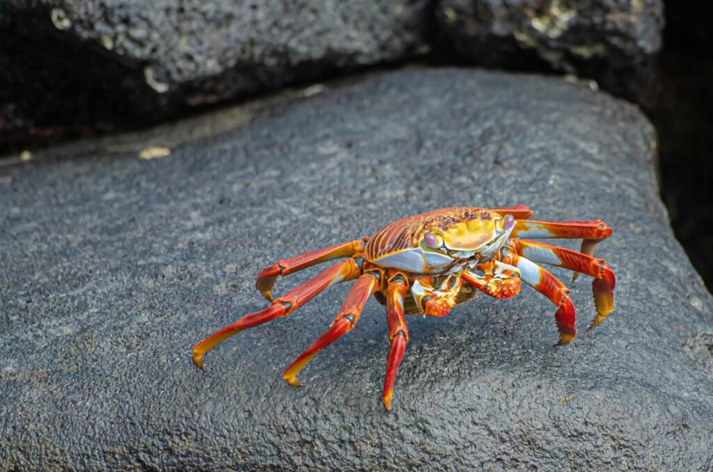 Red Rock Crab