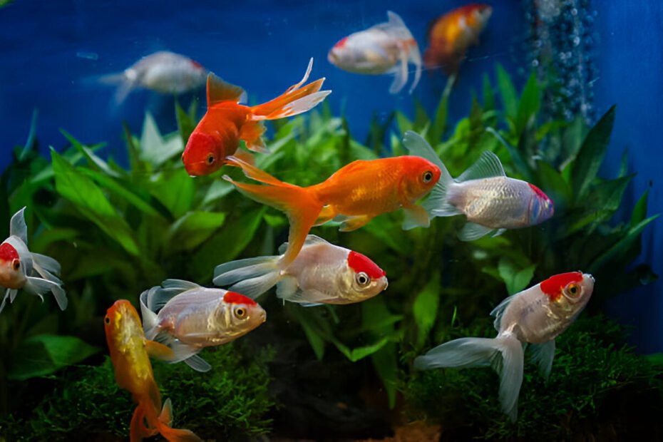 Goldfishes